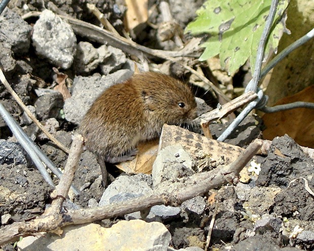 vole